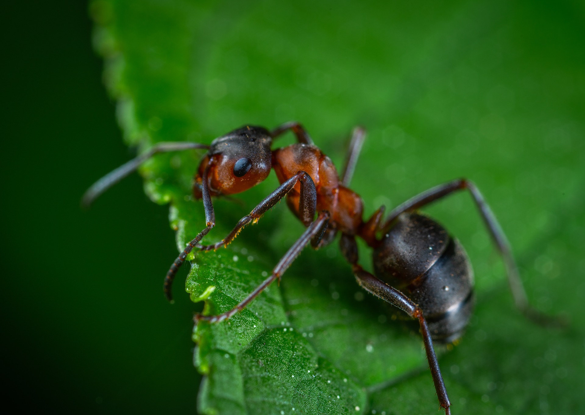 Grey Wolf Pest Control Services - Ants