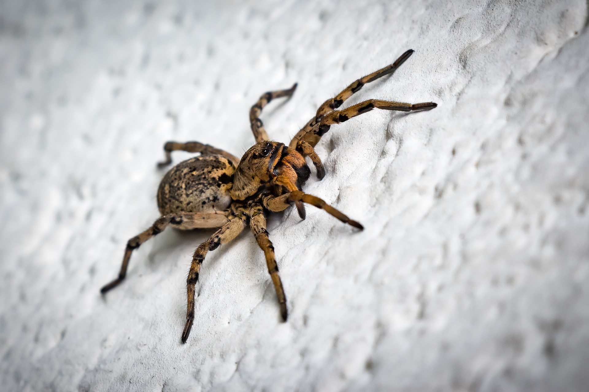 Grey Wolf Pest Control Services - Spiders